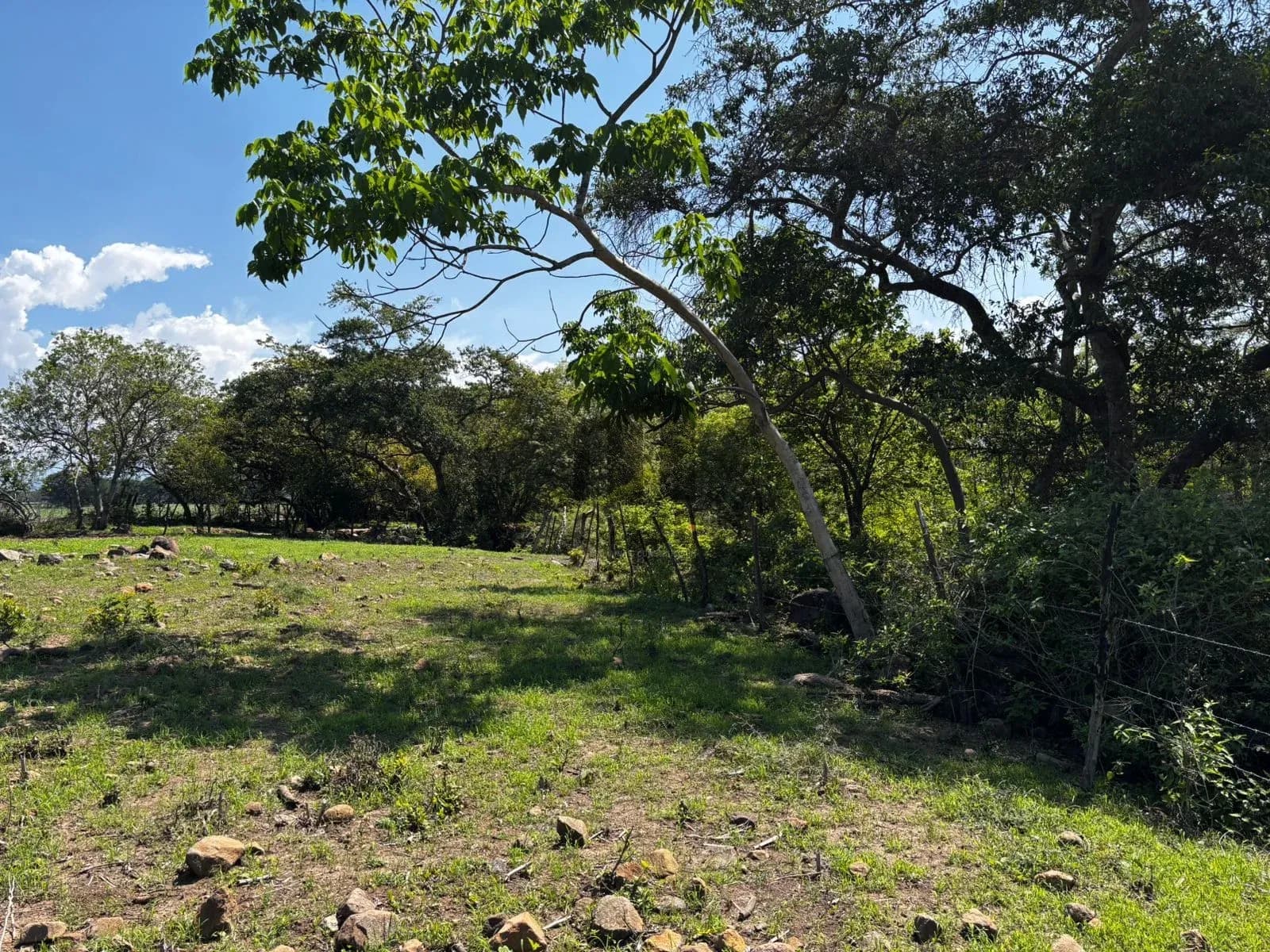 Hectáreas en venta en San Joaquín, Cuauhtémoc, Colima — foto 5 de 25