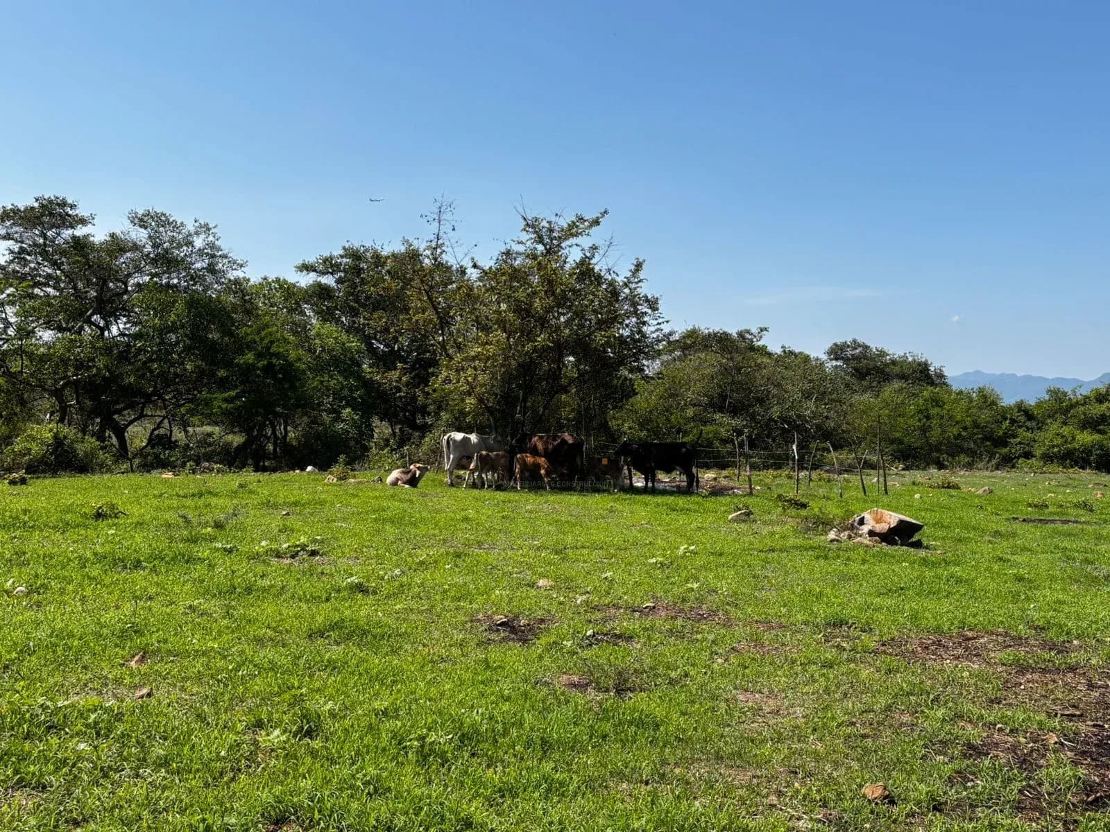 Hectáreas en venta en San Joaquín, Cuauhtémoc, Colima — foto 16 de 25